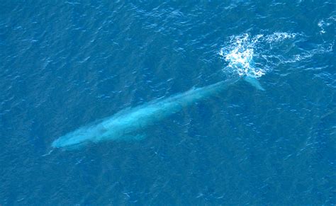 penis de baleine|La baleine bleue a un pénis de 2,5 mètres et des testicules de 55。